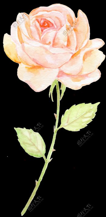 手绘一朵玫瑰png透明素材