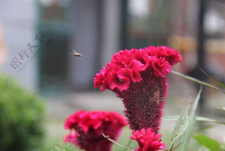 苍蝇和鸡冠花