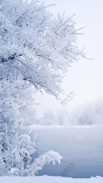 冬季雪花树枝H5背景素材