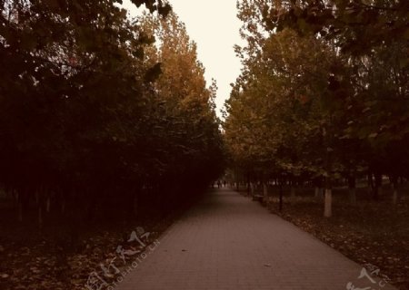 秋天的路