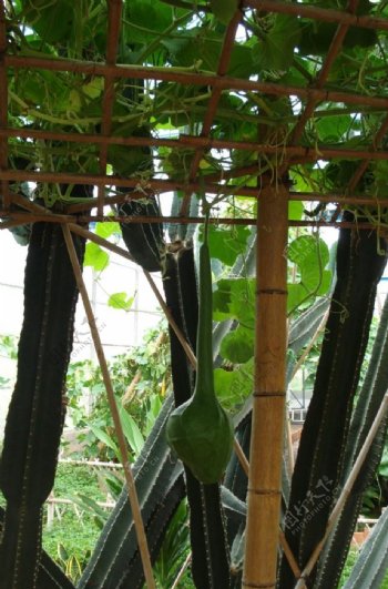 鹤首瓜爬藤植物温室