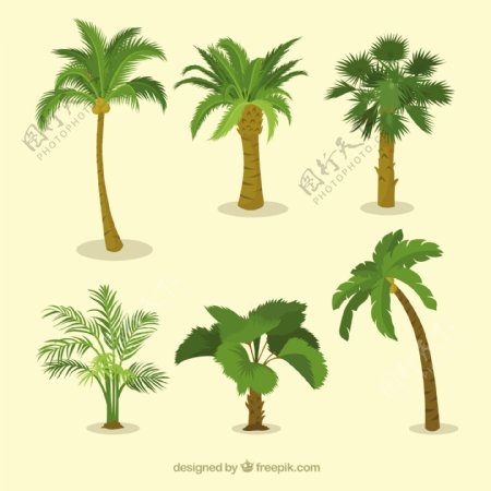 各种棕榈树