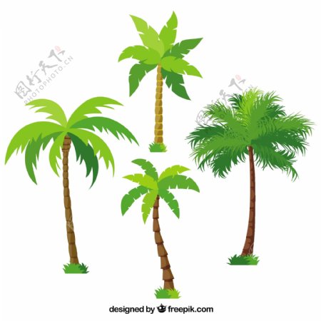 一群不同的棕榈树