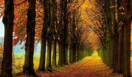 深秋时分的树林风景