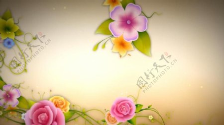 粉色鲜花植物生长边框背景视频素材