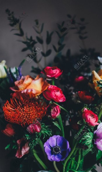 花卉摄影
