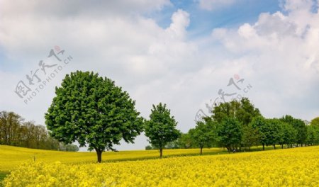 油菜花田风景