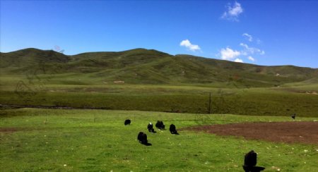 青藏高原上的黑牦牛