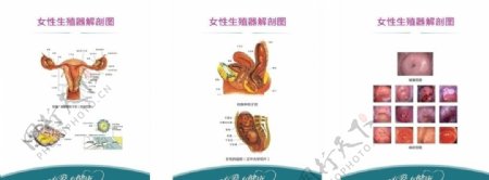 医学院女性生殖器解剖图