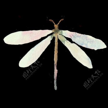手绘蜻蜓透明装饰图案