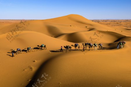 高清壁纸沙漠骆驼