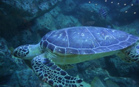 海底海龟素材