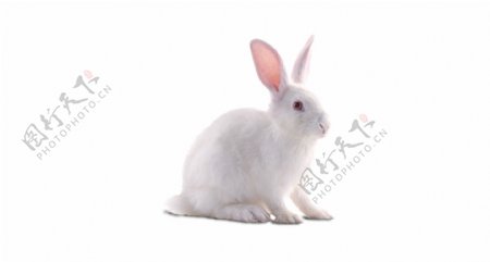可爱白色长耳兔子动物
