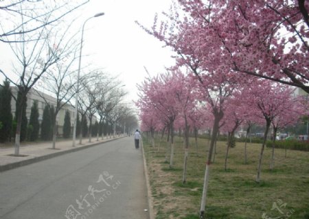 阳春三月盛开的桃花