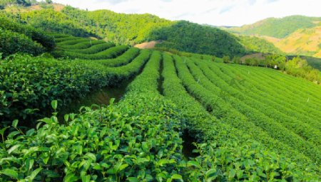 广袤的绿茶种植园风景