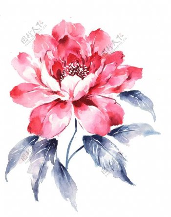 中国风彩绘牡丹花朵图案