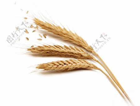 一束成熟收获的粮食小麦