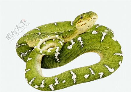 绿蛇免抠素材