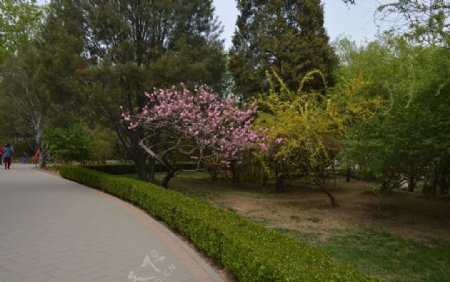 植物园春色