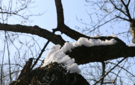 大树雪景