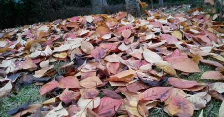 秋风扫落叶摄影图