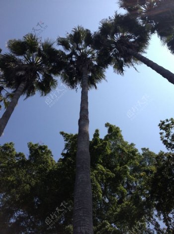 仰视棕榈树