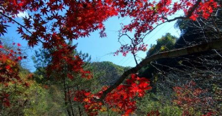 山间红枫