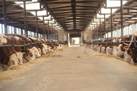 肉牛养殖场