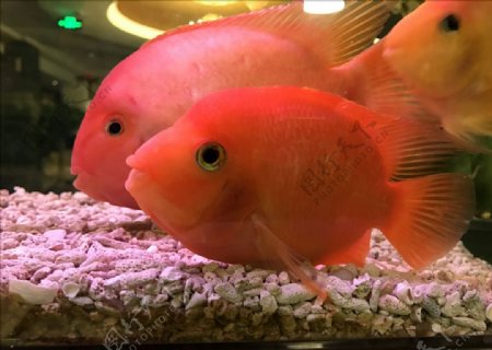 可爱的红鱼