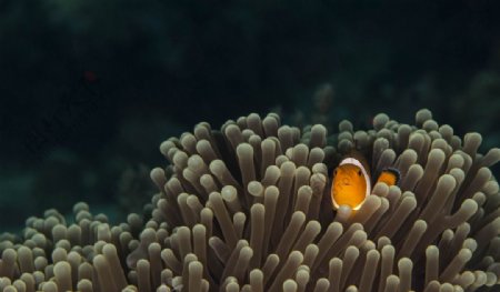 小丑鱼海洋珊瑚
