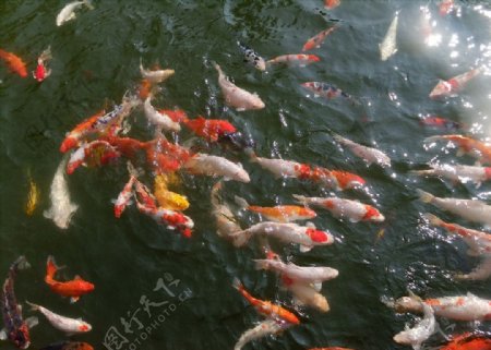 东部华侨城的鲤鱼