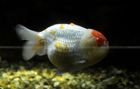 红白金鱼