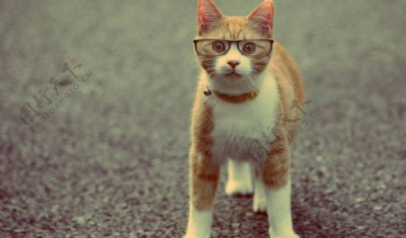 戴眼镜的小猫