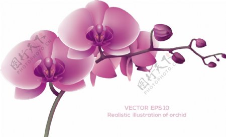 手绘紫色花朵卡通矢量素材