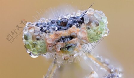 满是露珠的蜻蜓眼睛