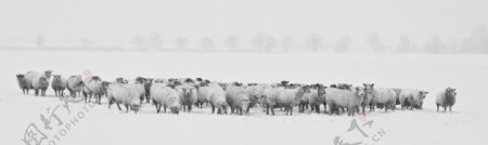 雪地中行走的绵羊