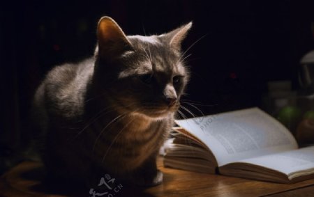 小猫书本
