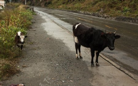 路边的牛
