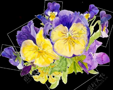 紫黄色花朵水彩手绘透明素材