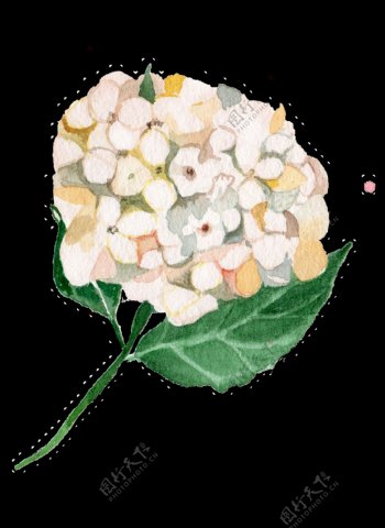 白色水彩手绘绣球花透明素材