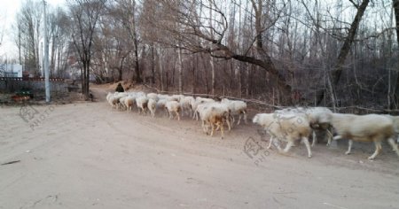 放牧归来的羊群