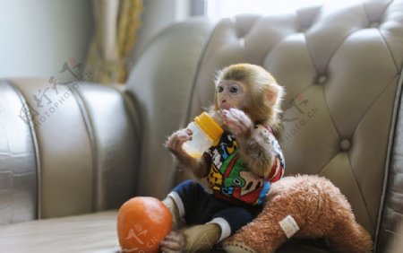 猴子吃奶