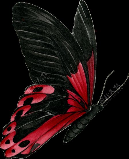 蝴蝶水彩手绘透明素材