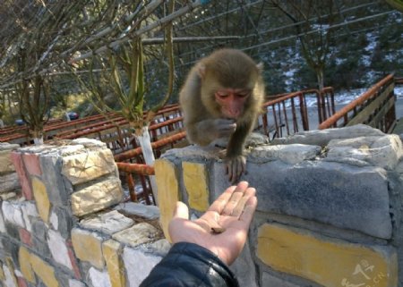 猴子喂猴子
