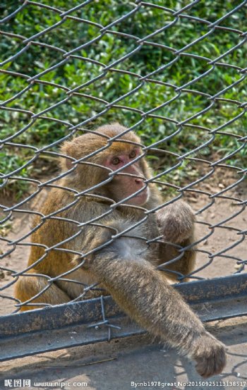 笼中伸出爪的猴子