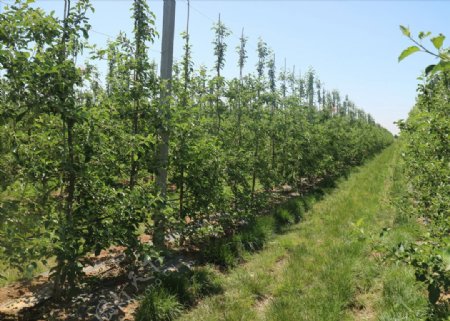 标准化苹果种植
