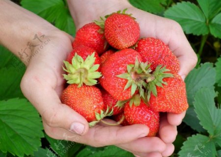 手中的新鲜草莓