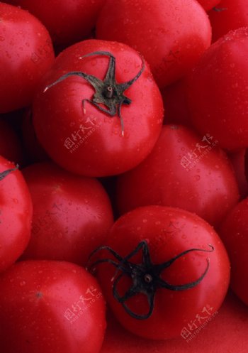 红彤彤的西红柿