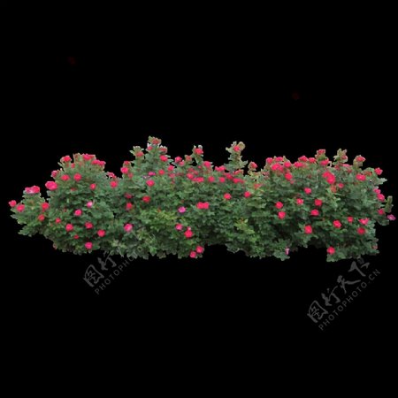 红花灌木丛免抠png透明图层素材