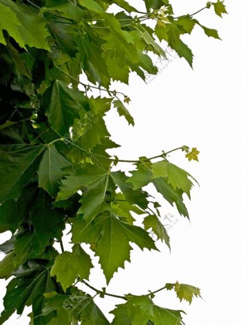 嫩绿的树叶免抠png透明素材